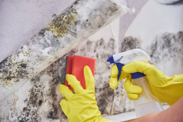 Professional Mold Removal & Remediation in Browns Lake, WI